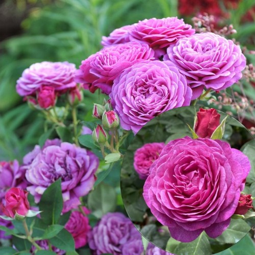 Rosa 'Heidi Klum Rose' - Roos 'Heidi Klum Rose' 